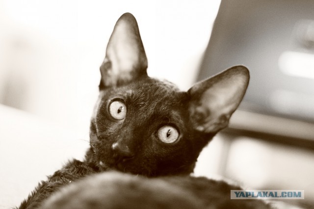 Котовторник 30.09.2014