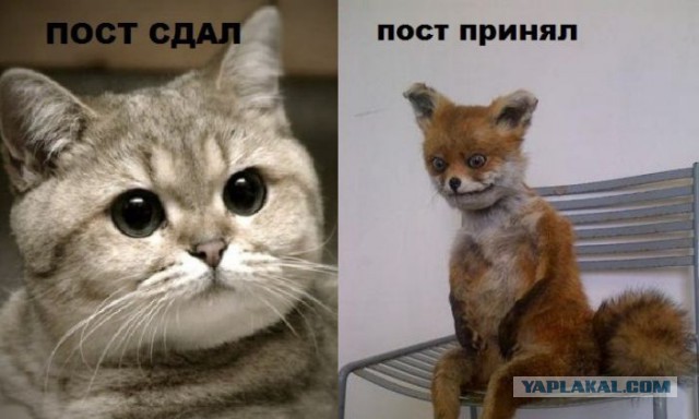 Когда у вас домашний питомец - лиса