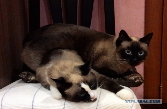 Котовторник 28.10.2014