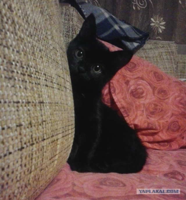 Котовторник 23.12.2014