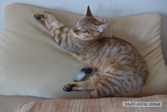 Коты, постигшие искусство сон-фу.