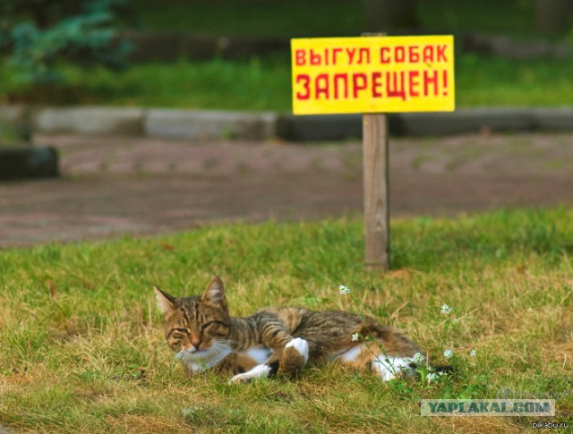 Выгуливайте собак на поводке