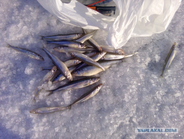 Рыбалка Финский залив.