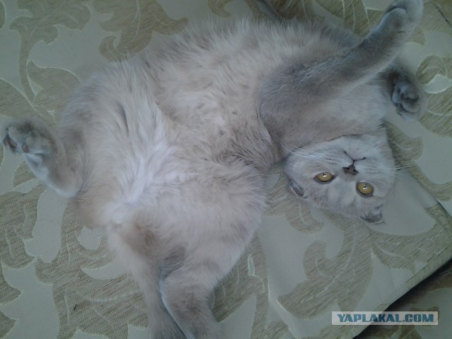 Котовторник