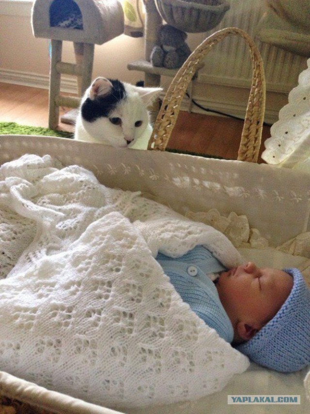 Коты, из которых получились прекрасные няни