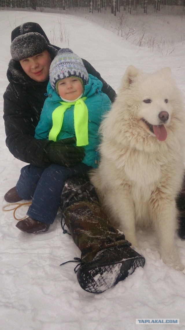 Самоедская лайка