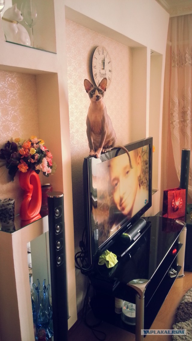 Если есть кошачье ню, то оно выглядит вот так...