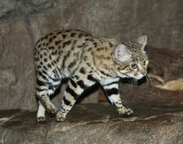 Самая маленькая дикая кошка