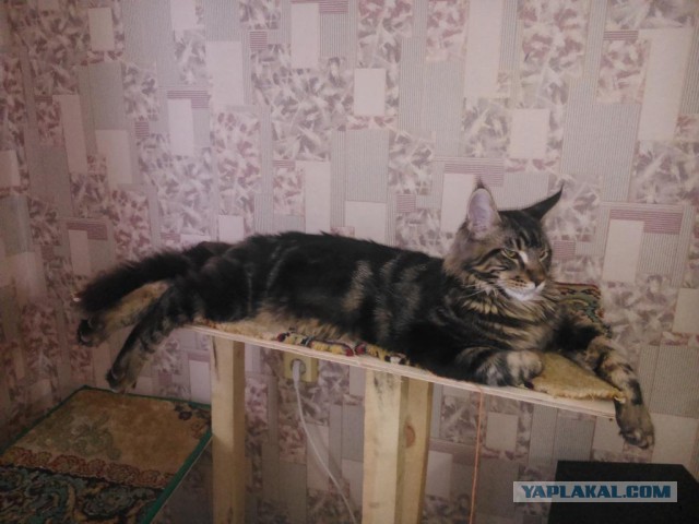 16 мейн-кунов, в сравнении с которыми ваш котик