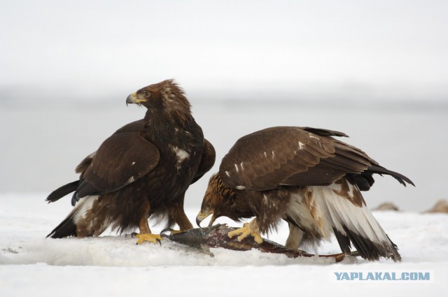 Медведи Камчатки