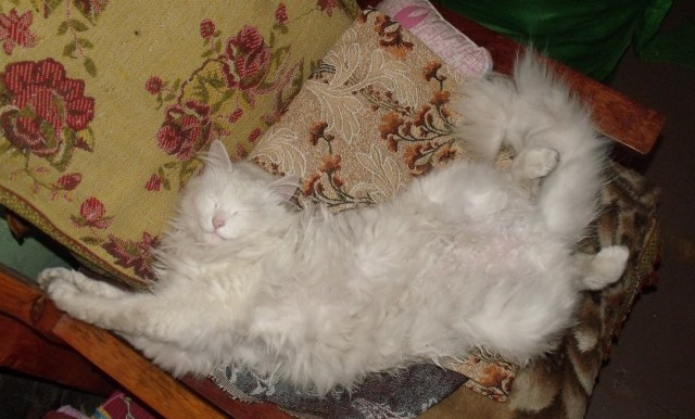 Котовторник  01.03.2016