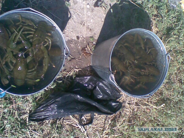 Кто в Самаре жил, тот в цирке не смеется