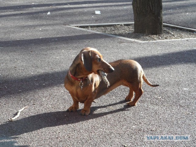 Все о таксе в одной картинке