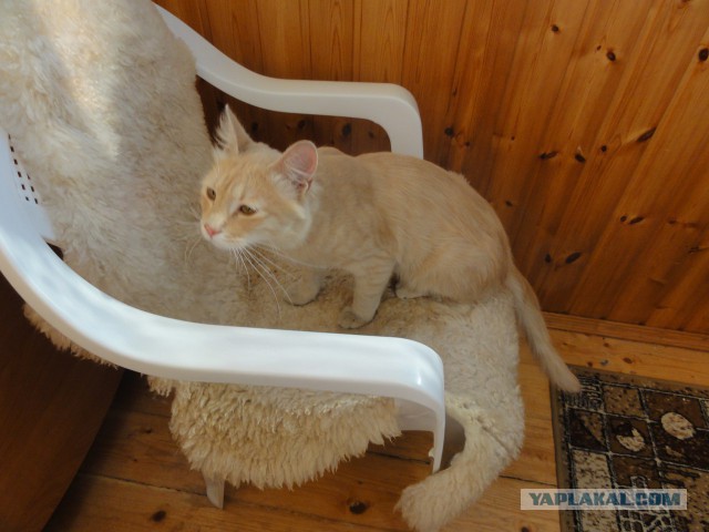 Котовторник 05.07.16