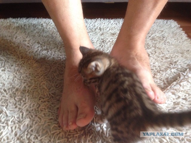 Котовторник. Алиса. Одно из лучших творений природы.