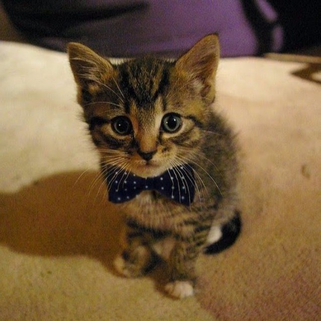 Коты из сети