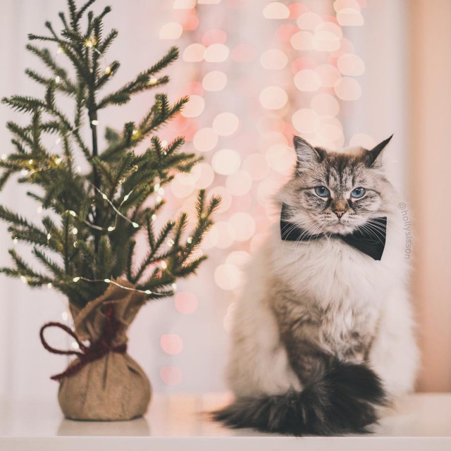 Коты из сети