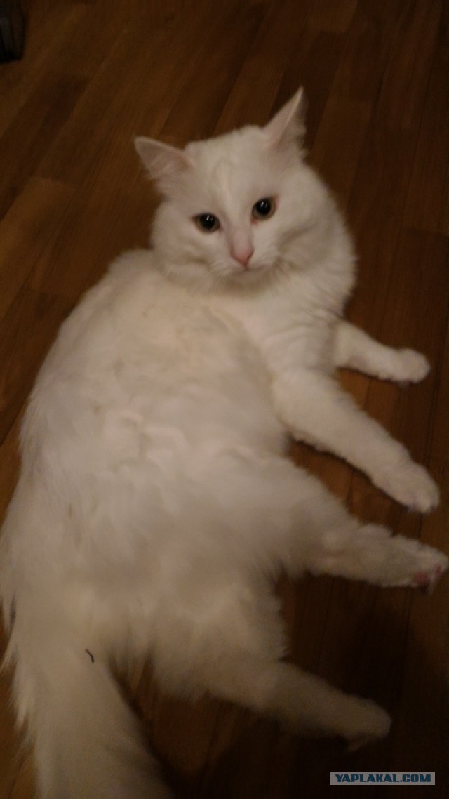Котовторник 04/04/2017