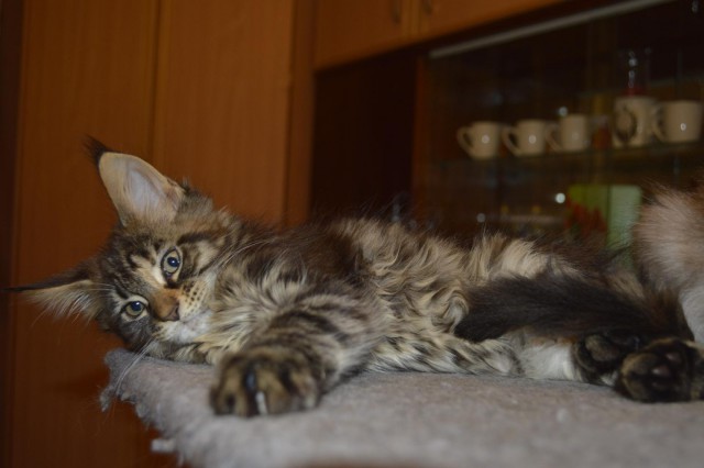 Коты и Кошки