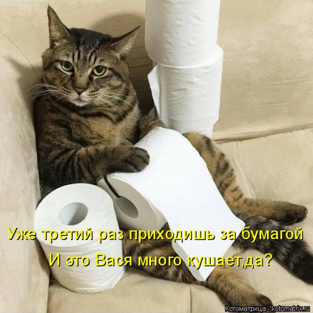 Самые артистичные кошки, достойные Оскара