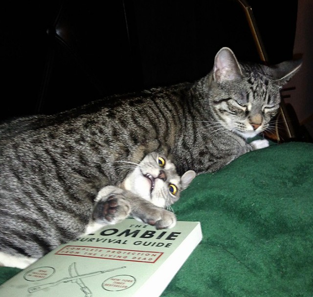Коты и Кошки