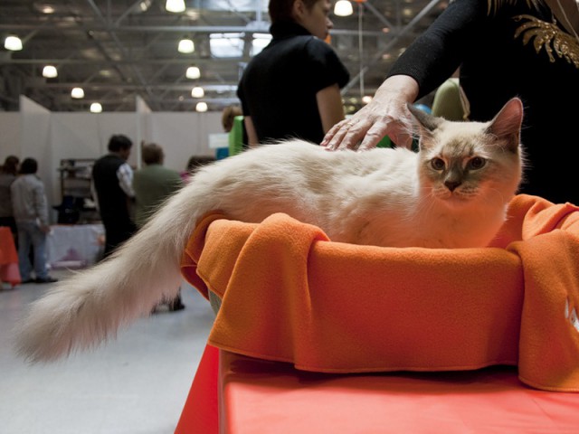 Коты и Кошки