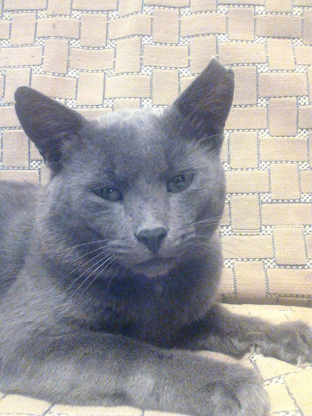 Коты и Кошки