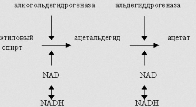 Что происходит с алкоголем в организме?