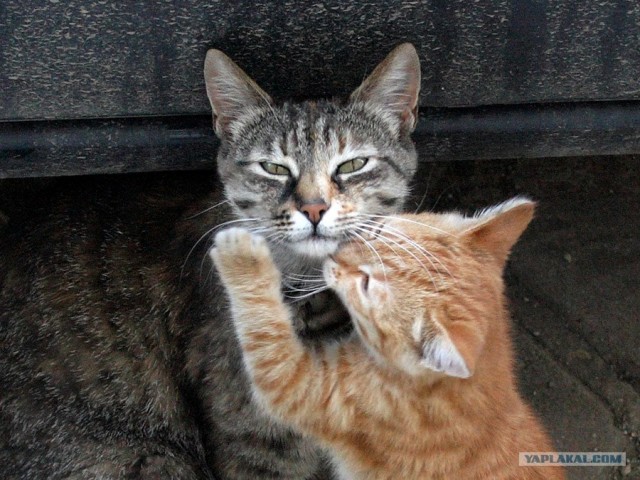 Ура, котовторник! (01.07.2008)