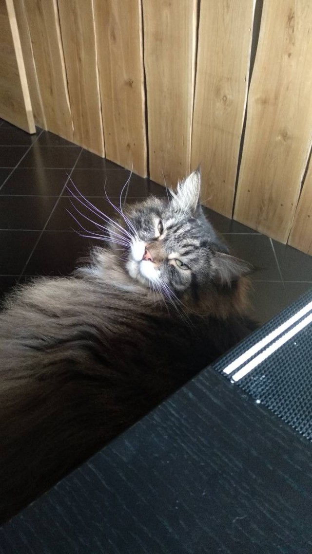 Давай заведем кота