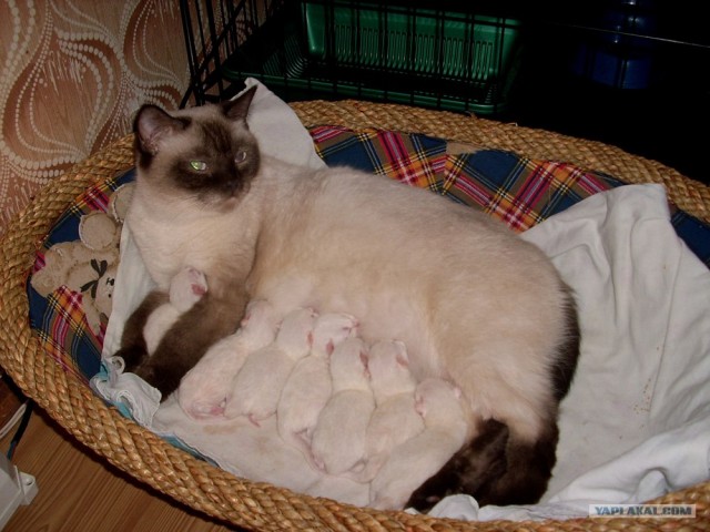 Внимание! На ЯПе КОТОВТОРНИК. 23.09.08.