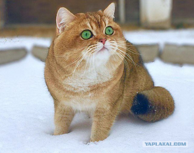Котовторник  31.07.2018