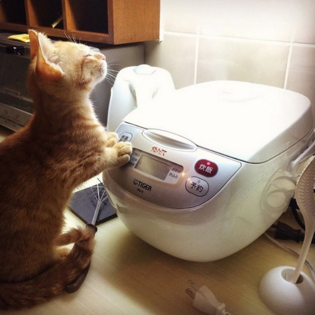 Прикольных котов пост