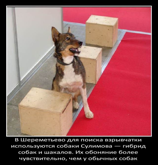 Немного о собаках