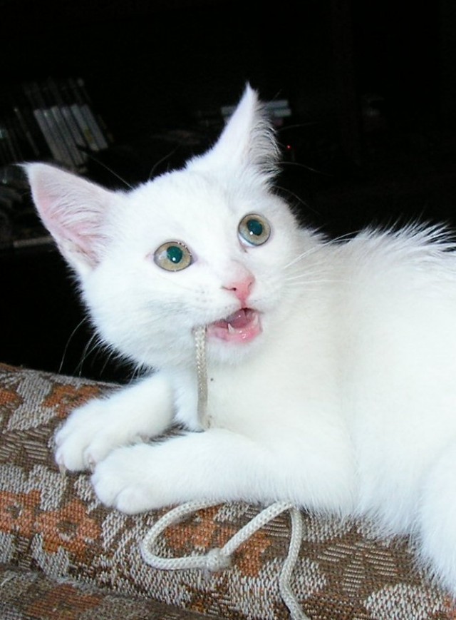 Котовторник уже сегодня!