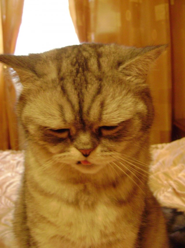 Котовторник, для любителей кошек