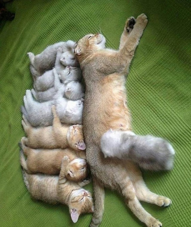 Прикольных котов пост
