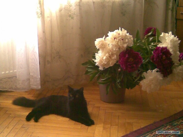 Котовторник! 08.11.11