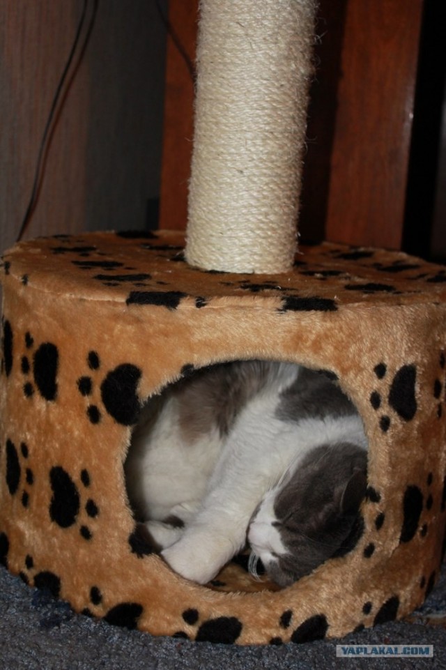 Котовторник 13.12.11 - магическе числа