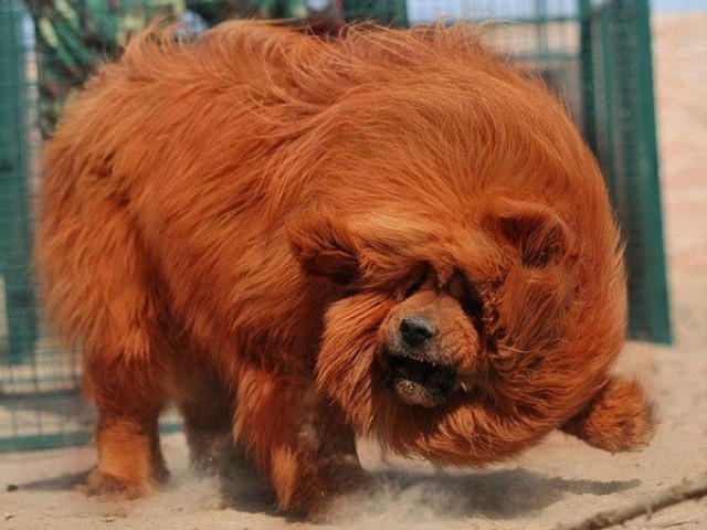 Милые животные. Мимиметр сломался