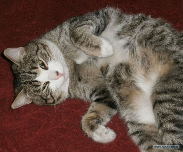 Котовторник (31.01.2012)