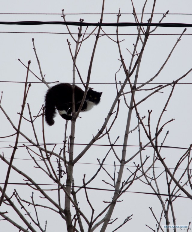 Котовторник 20.03.2012