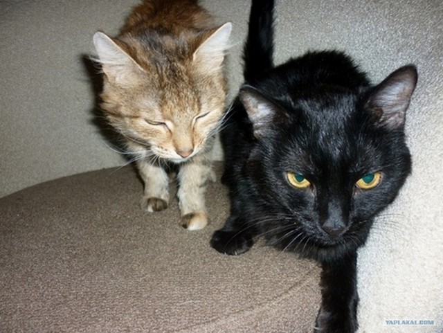 Котовторник 8 мая 2012