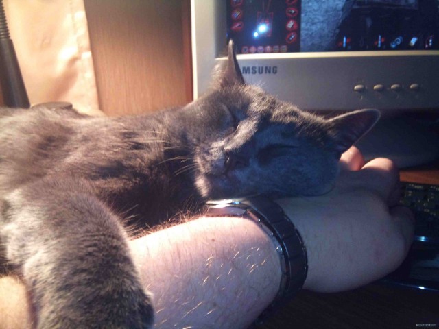 Котовторник на 26.06.12