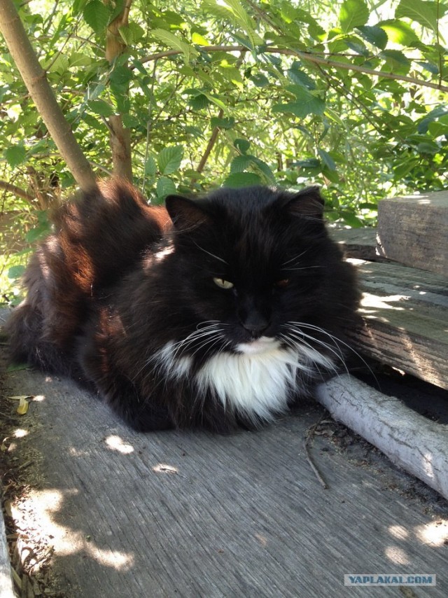 Котовторник 10. 07. 2012