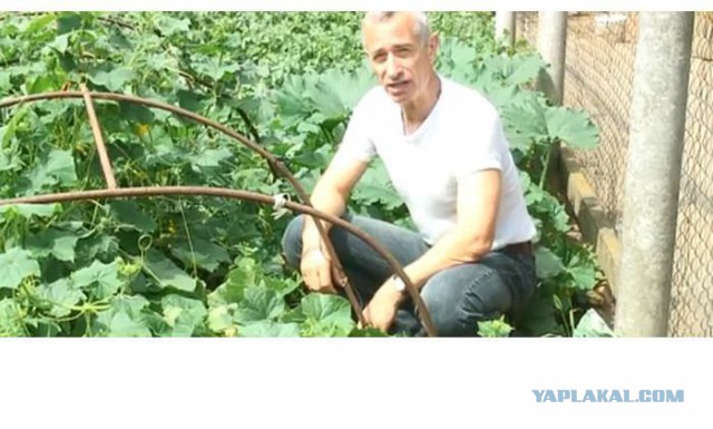 Читать критически, самолечение: как без особых издержек поддержать иммунную систему в эпоху постоянных  вирусов.