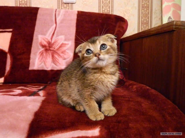 Котовторник  16.10.12