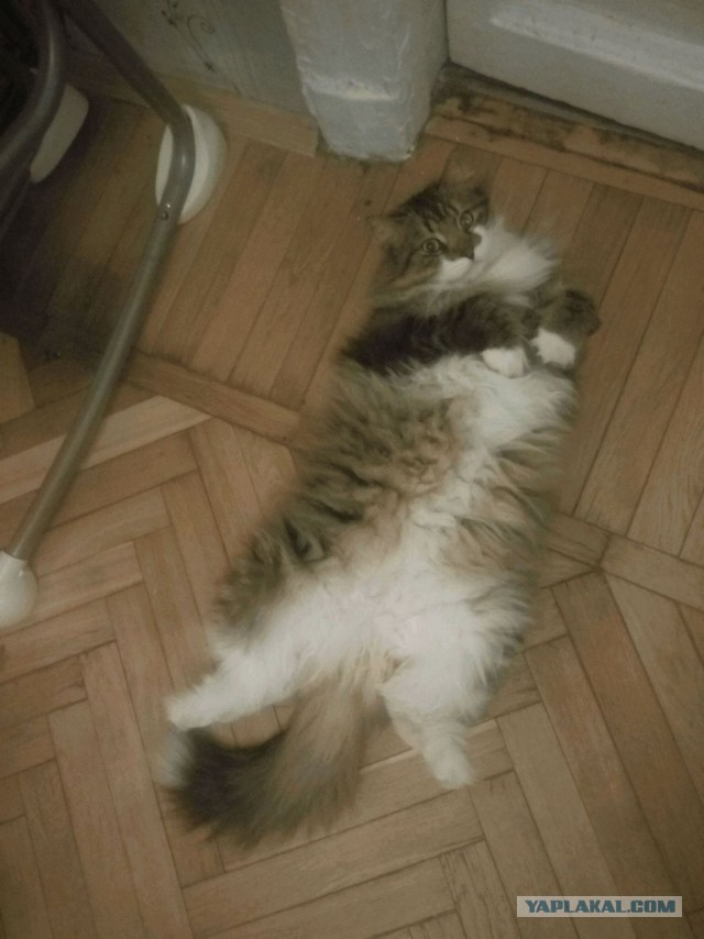 Мой кот не умеет нормально сидеть
