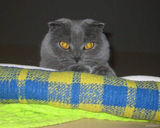 Котовторник 30.10.2012