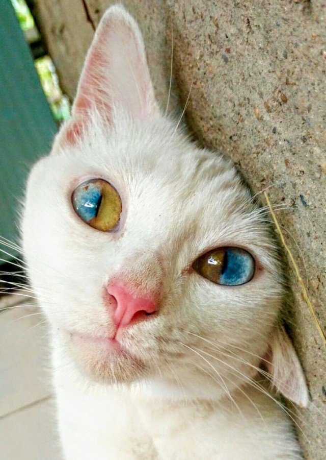 Картинки с котами и про котов